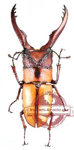 Prosopocoilus mohnikei