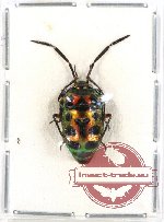 Scutellarinae sp. 24 (5 pcs)