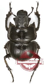 Lethrus (s.str.) acutangulus