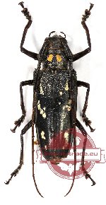 Batocera obiensis