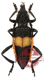 Pachyteria sumbaensis