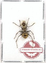 Formicidae sp. 31 (5 pcs)