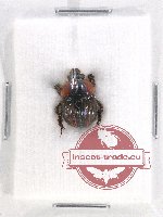 Bolbochromus nigriceps (5 pcs)