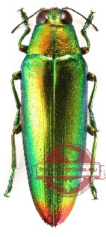 Chrysochroa fulminans ssp. (5 pcs)