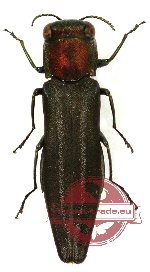 Agrilus sp. 6 (5 pcs)