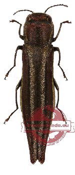 Agrilus sp. 15