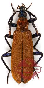 Prionoceridae sp. 2 (5 pcs)