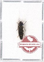 Agrilus sp. 48