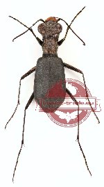 Cylindera (s.str.) delavayi (10 pcs)