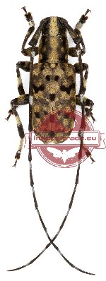 Mesocacia multimaculata