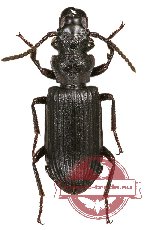 Pseudozaena sp. 5