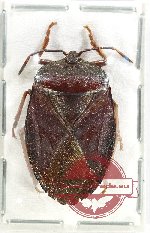 Pentatomidae sp. 61 (A-)