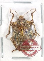 Pentatomidae sp. 62 (5 pcs)