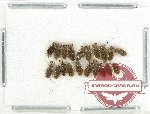 Scientific lot no. 1287 Heteroptera (20 pcs)