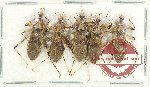 Scientific lot no. 1285 Heteroptera (5 pcs)