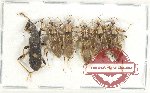 Scientific lot no. 1284 Heteroptera (6 pcs A-, A2)