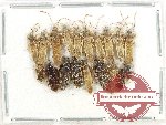 Scientific lot no. 1277 Heteroptera (18 pcs)