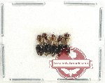 Scientific lot no. 1292 Heteroptera (10 pcs)