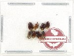 Scientific lot no. 1275 Heteroptera (8 pcs)