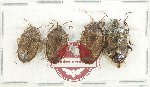 Scientific lot no. 1269 Heteroptera (4 pcs A-)