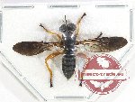 Asilidae sp. 2 (A-)