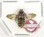 Hymenoptera sp. 138 (10 pcs) (closed)