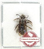 Hymenoptera sp. 136