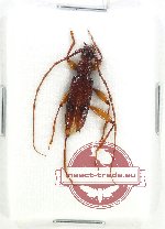 Tethionea sp. 1