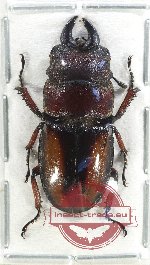 Prosopocoilus yazakii