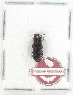 Bostrichidae Scientific lot no. 57 (1 pc)