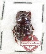 Scientific lot no. 807 Coprophaga (1 pc)