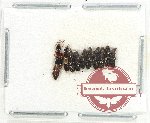 Scientific lot no. 135 Staphylinidae (10 pcs)