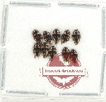 Scientific lot no. 165 Dytiscidae (10 pcs)