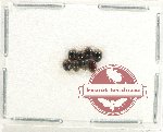 Scientific lot no. 199 Coccinelidae (7 pcs)