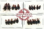 Scientific lot no. 749 Carabidae (20 pcs)