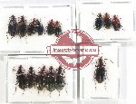 Scientific lot no. 751 Carabidae (15 pcs)