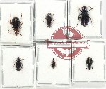 Scientific lot no. 745 Carabidae (6 pcs A, A-, A2)