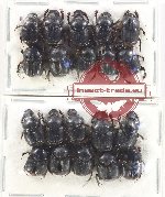 Scientific lot no. 825 Coprophaga (20 pcs)