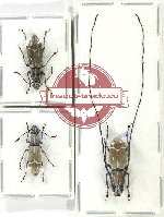 Scientific lot no. 165 Anthribidae (3 pcs)