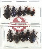 Scientific lot no. 748 Carabidae (11 pcs)