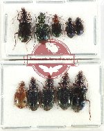 Scientific lot no. 757 Carabidae (10 pcs)