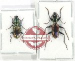 Scientific lot no. 744 Carabidae (2 pcs)