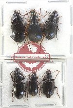 Scientific lot no. 754 Carabidae (6 pcs)