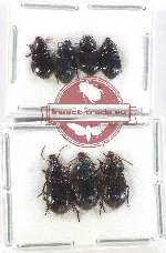 Scientific lot no. 758 Carabidae (7 pcs)