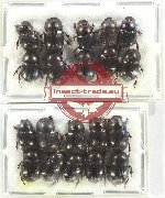 Scientific lot no. 820 Coprophaga (20 pcs)