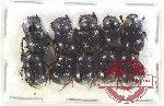 Scientific lot no. 827 Coprophaga (10 pcs)