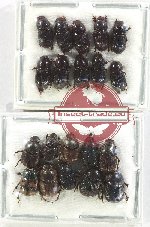 Scientific lot no. 815 Coprophaga (20 pcs)