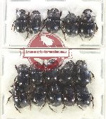 Scientific lot no. 822 Coprophaga (15 pcs)