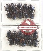 Scientific lot no. 821 Coprophaga (20 pcs)