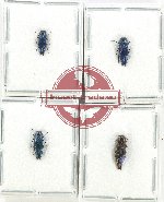 Scientific lot no. 123 Buprestidae (4 pcs)